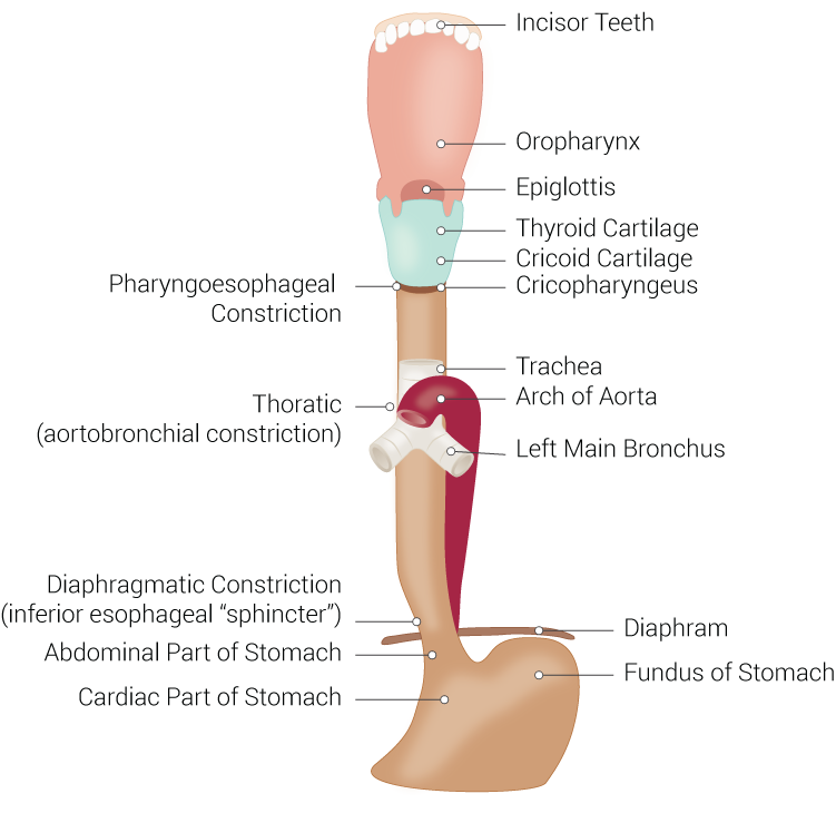 <p>Digestive and Respiratory Structures Anatomically Related to the Esophagus