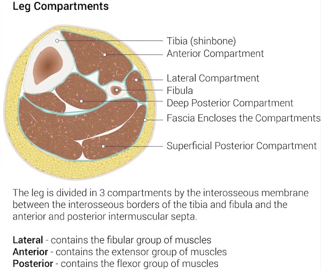 <p>Transverse Section of the Leg