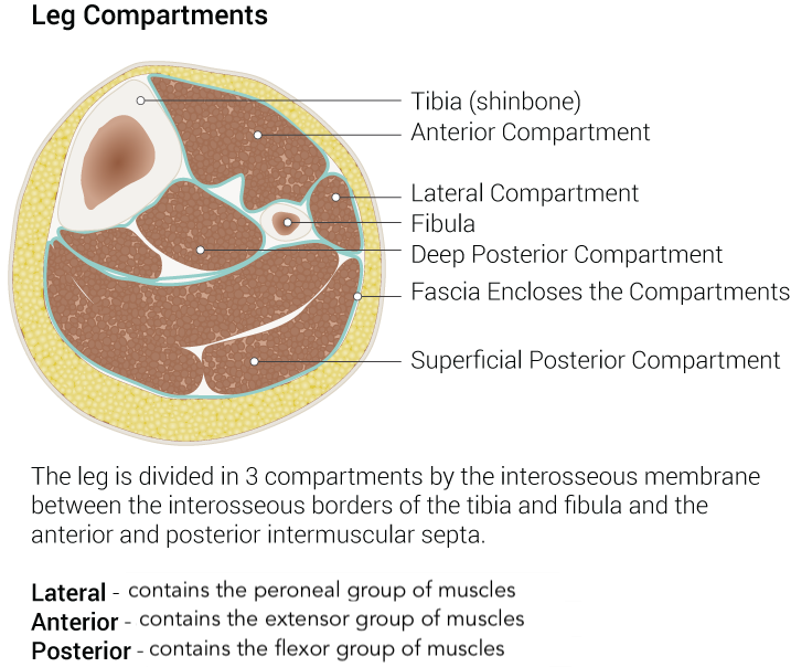 <p>Leg Compartments