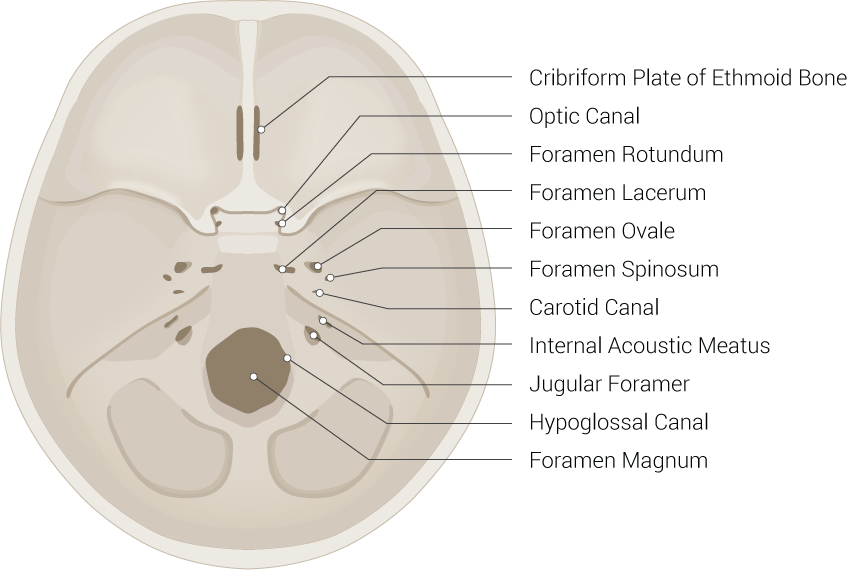 <p>Skull Foramina