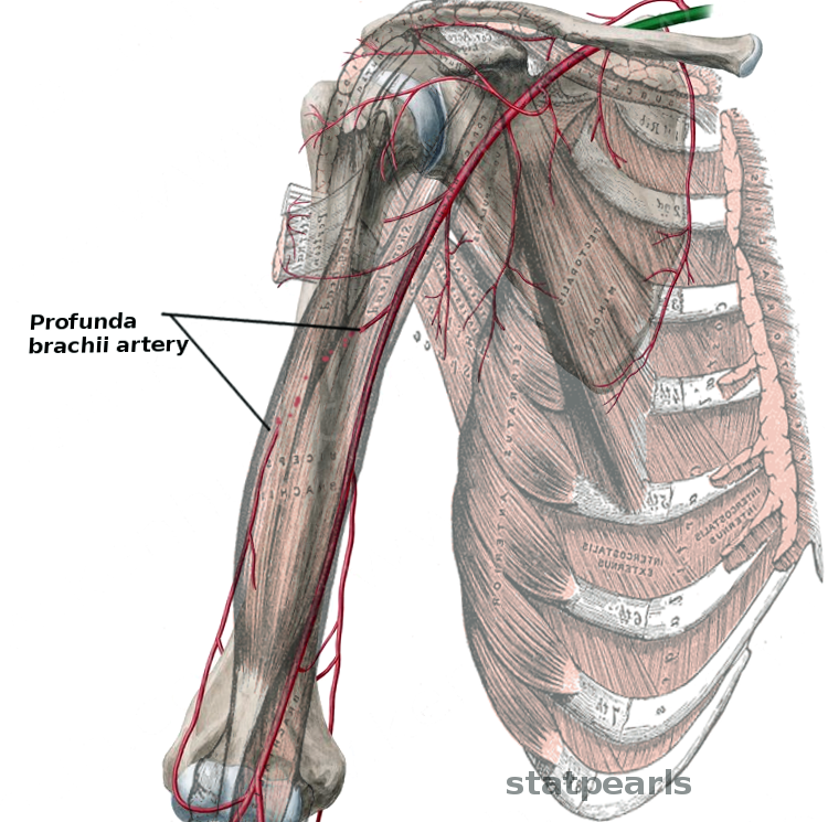 <p>Profunda Brachii&nbsp;Artery. The illustration depicts the anterior view of the deep brachial artery.</p>