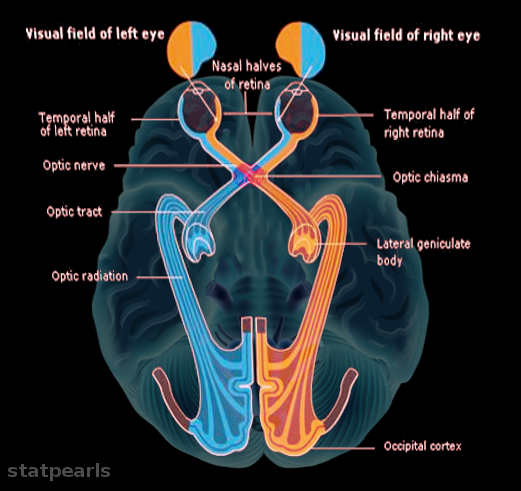 <p>Optic Chiasm.</p>