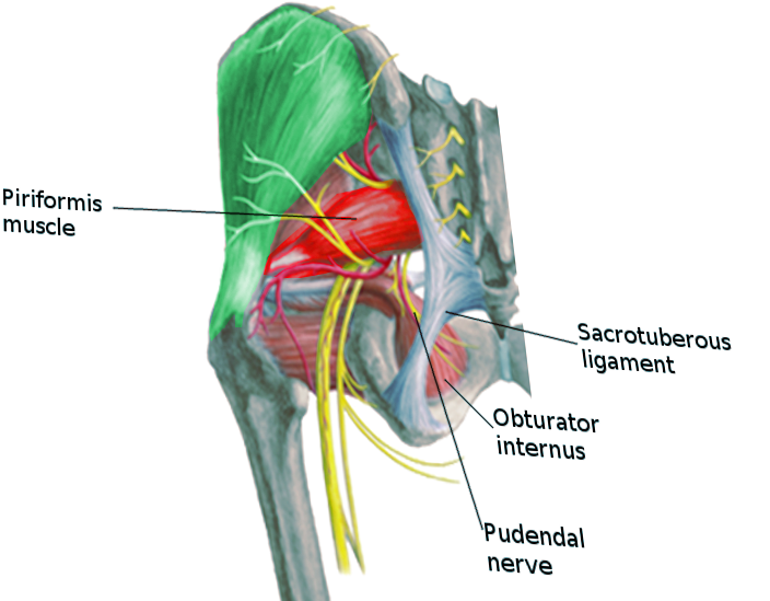 <p>Key Landmarks for Pudendal Nerve Entrapment