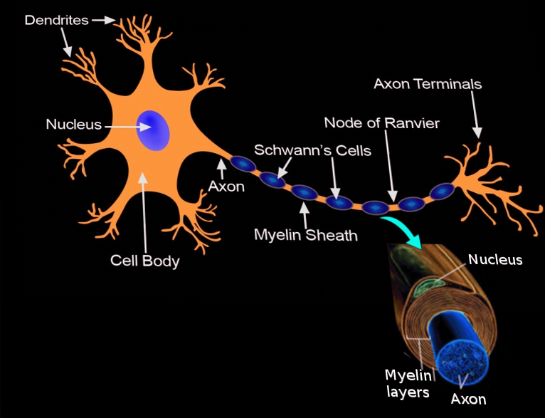 <p>Schwann Cell.</p>