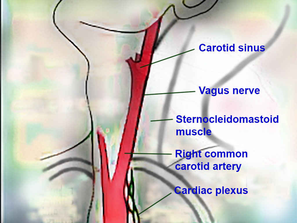 <p>Carotid Region Anatomy