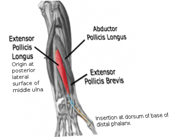 <p>Extensor Pollicis Longus