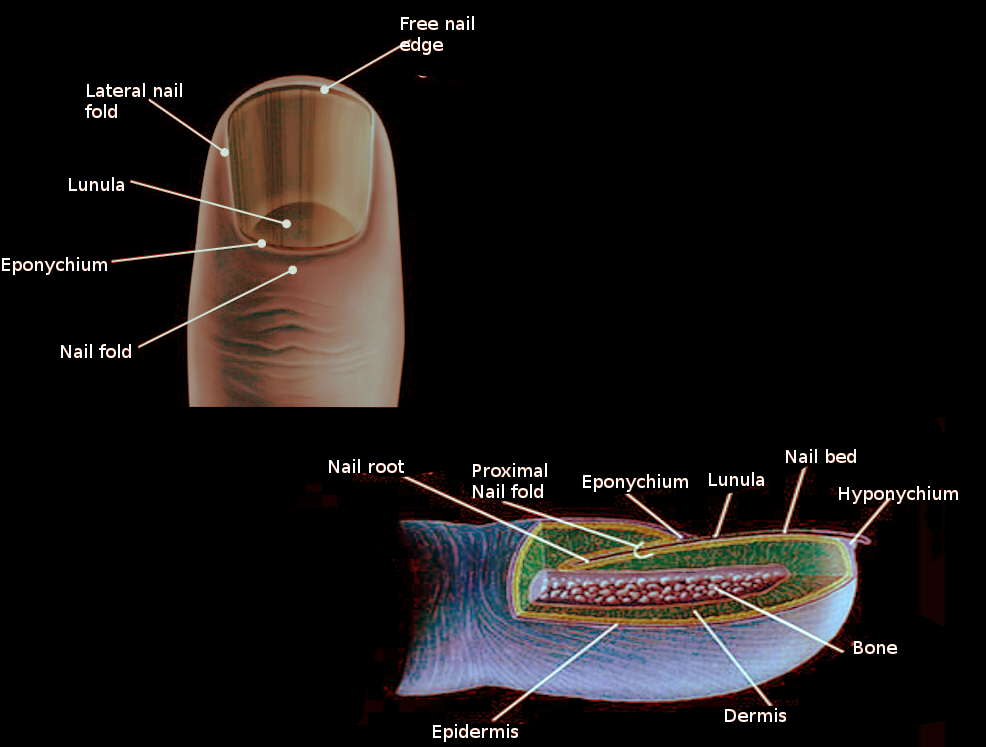 <p>Nail anatomy.</p>