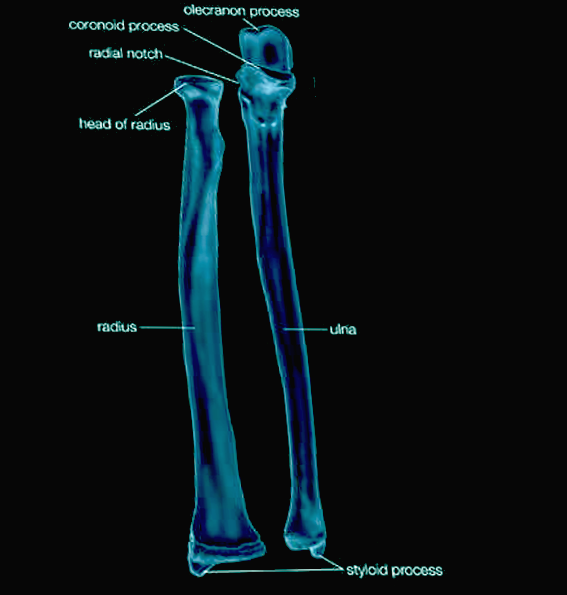 <p>Radius&nbsp;and&nbsp;Ulna.</p>