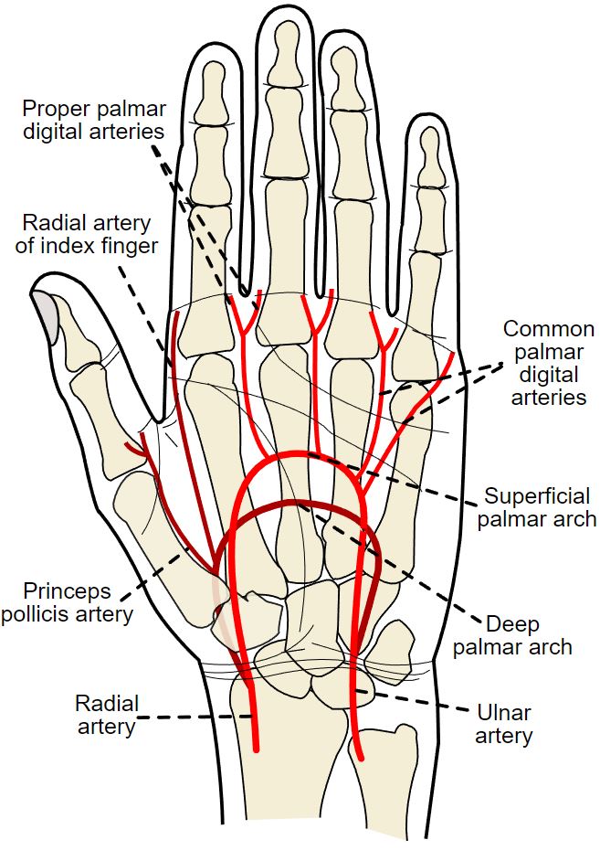 <p>Palmar Arterial Anatomy