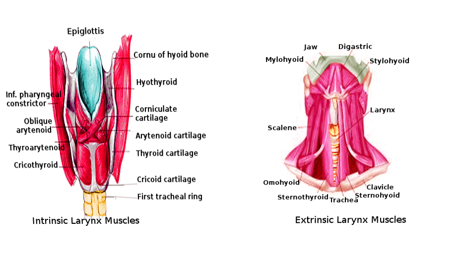 <p>Laryngeal muscles</p>