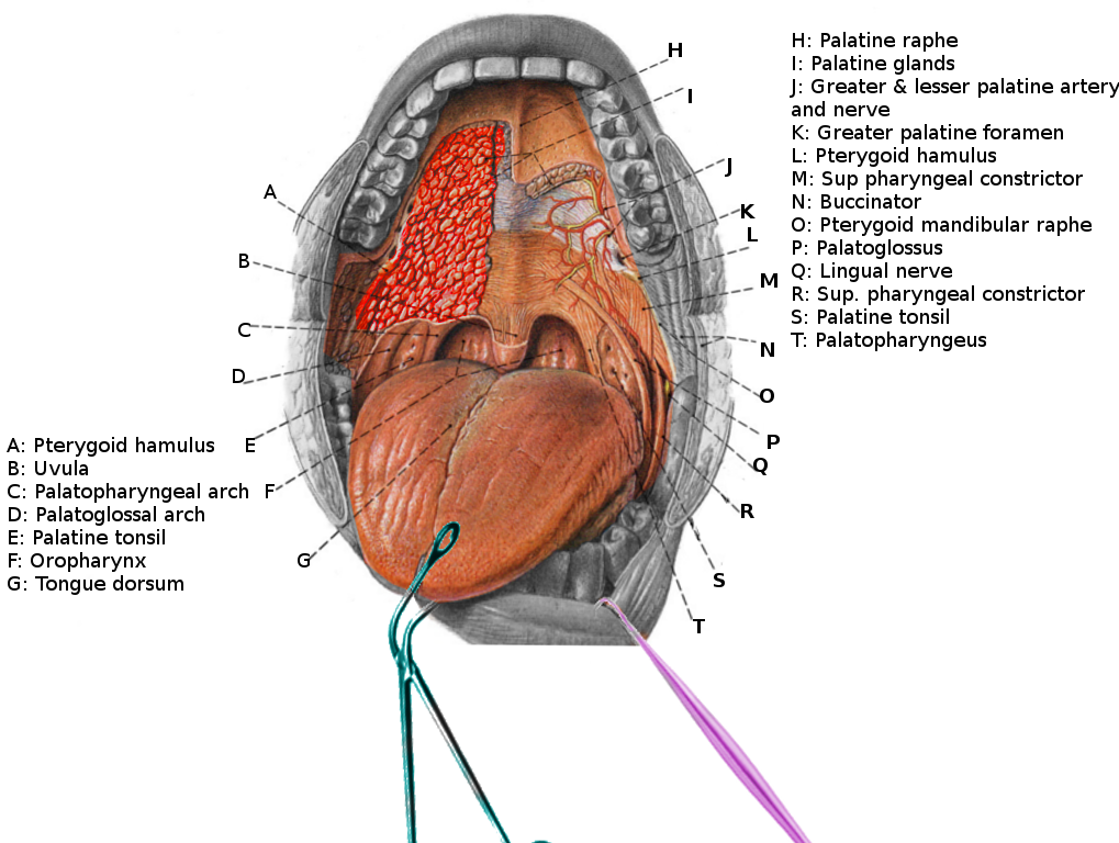 <p>Oral Cavity Anatomy.</p>