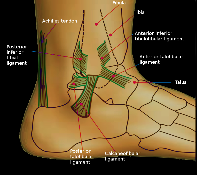 <p>Ankle Joint, Labeled.</p>