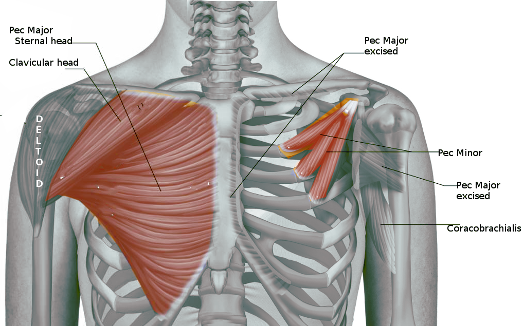 <p>Pectoralis Muscles.</p>