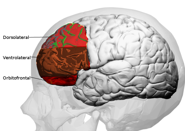 <p>Prefrontal Cortex