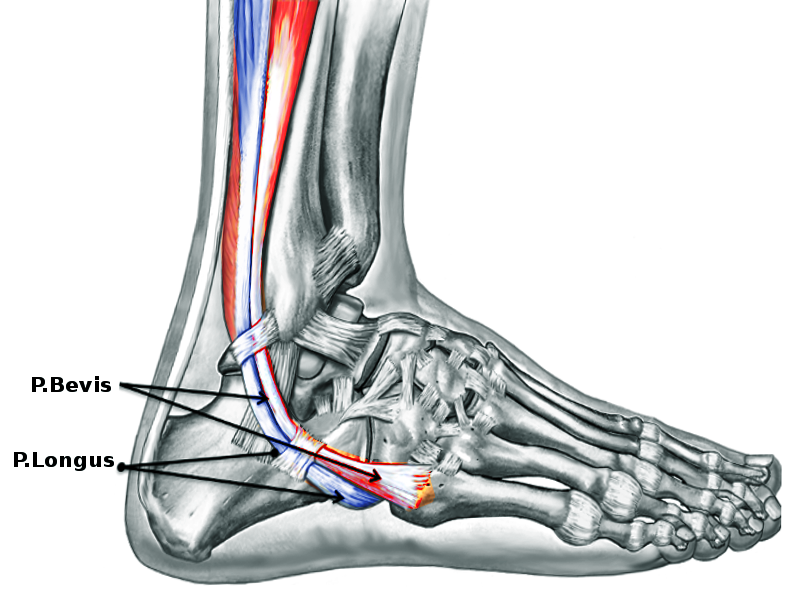 <p>Distal Path of the Peroneus Longus and Brevis