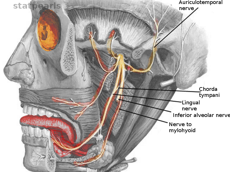 <p>The Mouth Cavity and Chorda Tympani