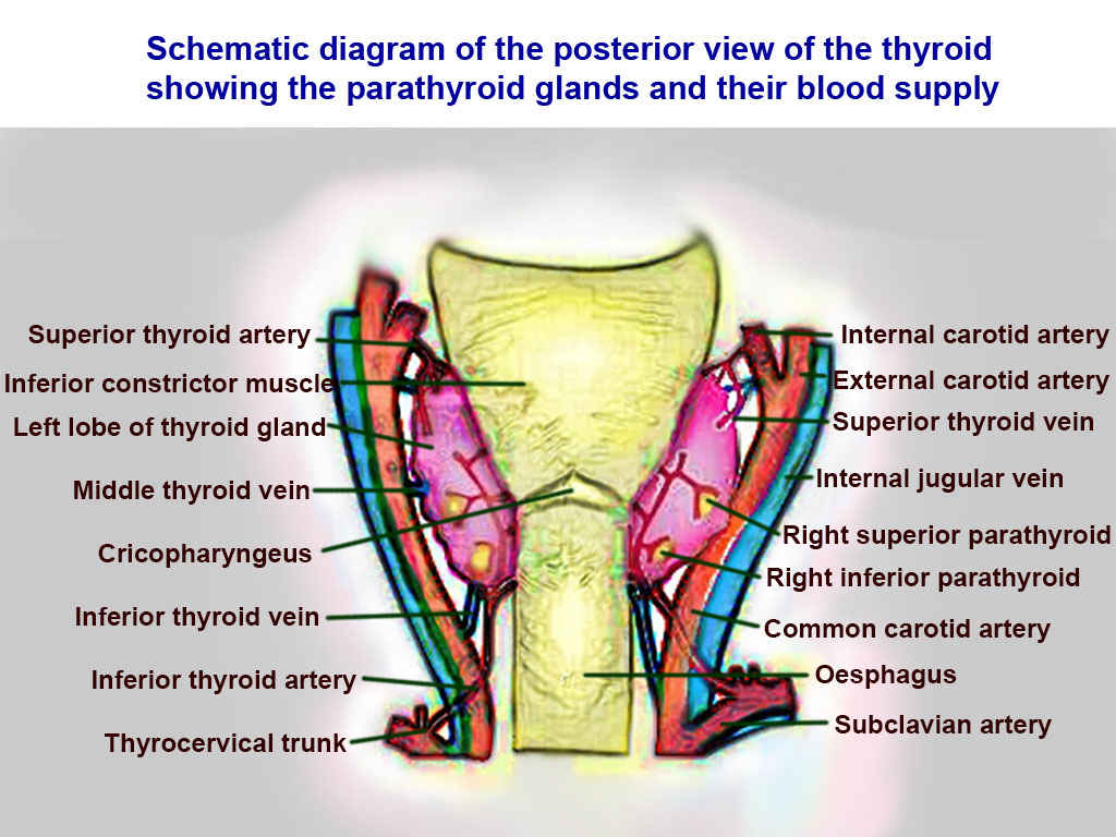 <p>Thyroid Arteries, Veins, and Muscles, Posterior View