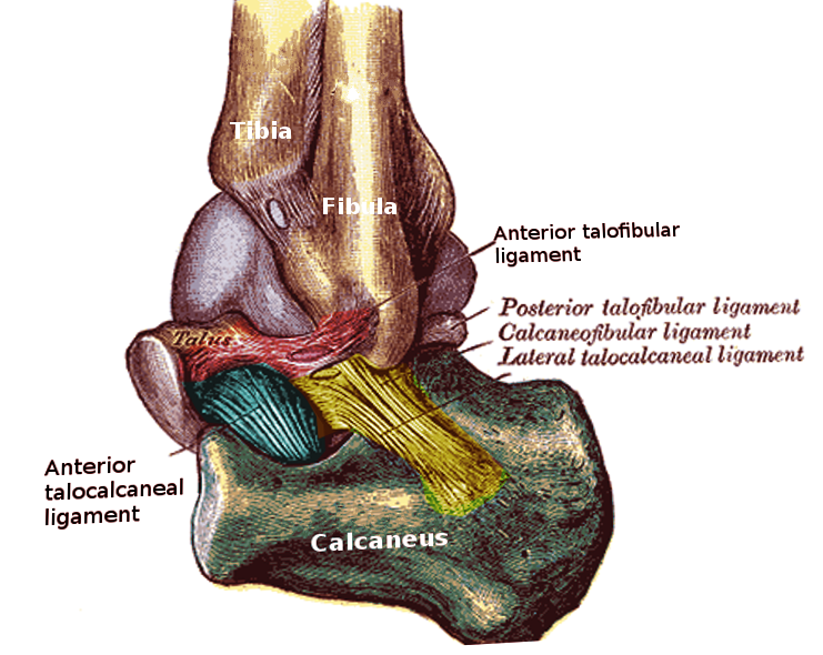 <p>Lateral Ankle Ligaments