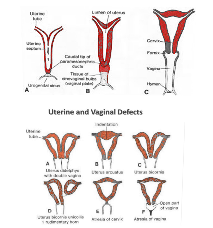<p>Uterus Embryology.</p>
