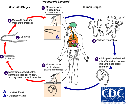 <p><em>W Bancrofti</em> Lifecycle.</p>
