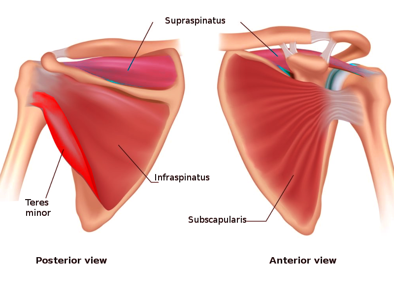 <p>Rotator Cuff Muscles