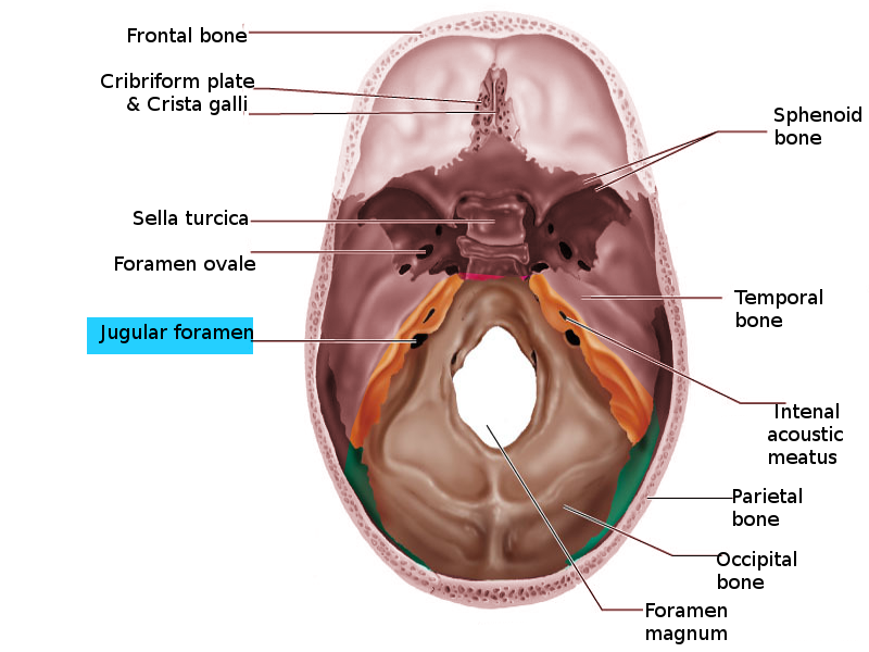 <p>Jugular Foramen, Transverse View