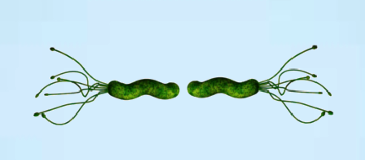 <p><em>Helicobacter pylori