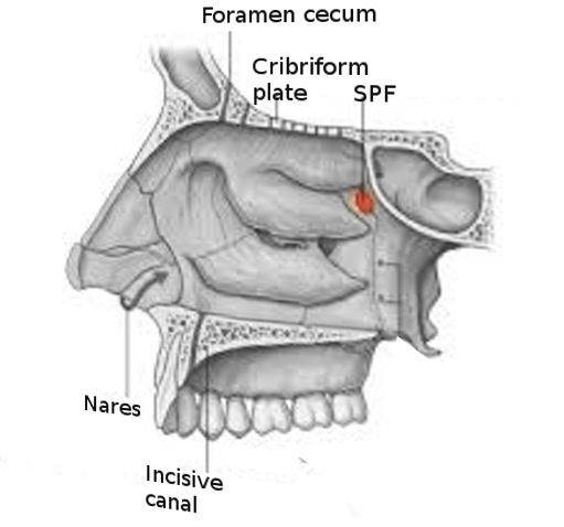 <p>Sphenopalatine Foramen