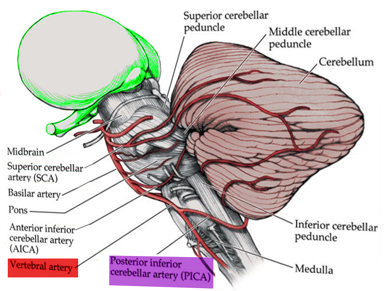 <p>Blood Supply to Medulla
