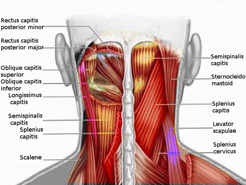 <p>Musculature of the Posterior Neck