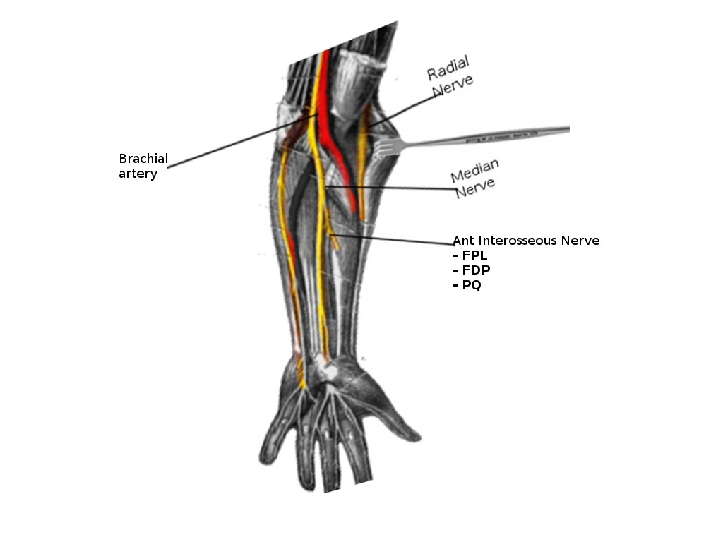 <p>Forearm Innervations