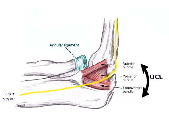 <p>Ulnar Collateral Ligament and Ulnar Nerve