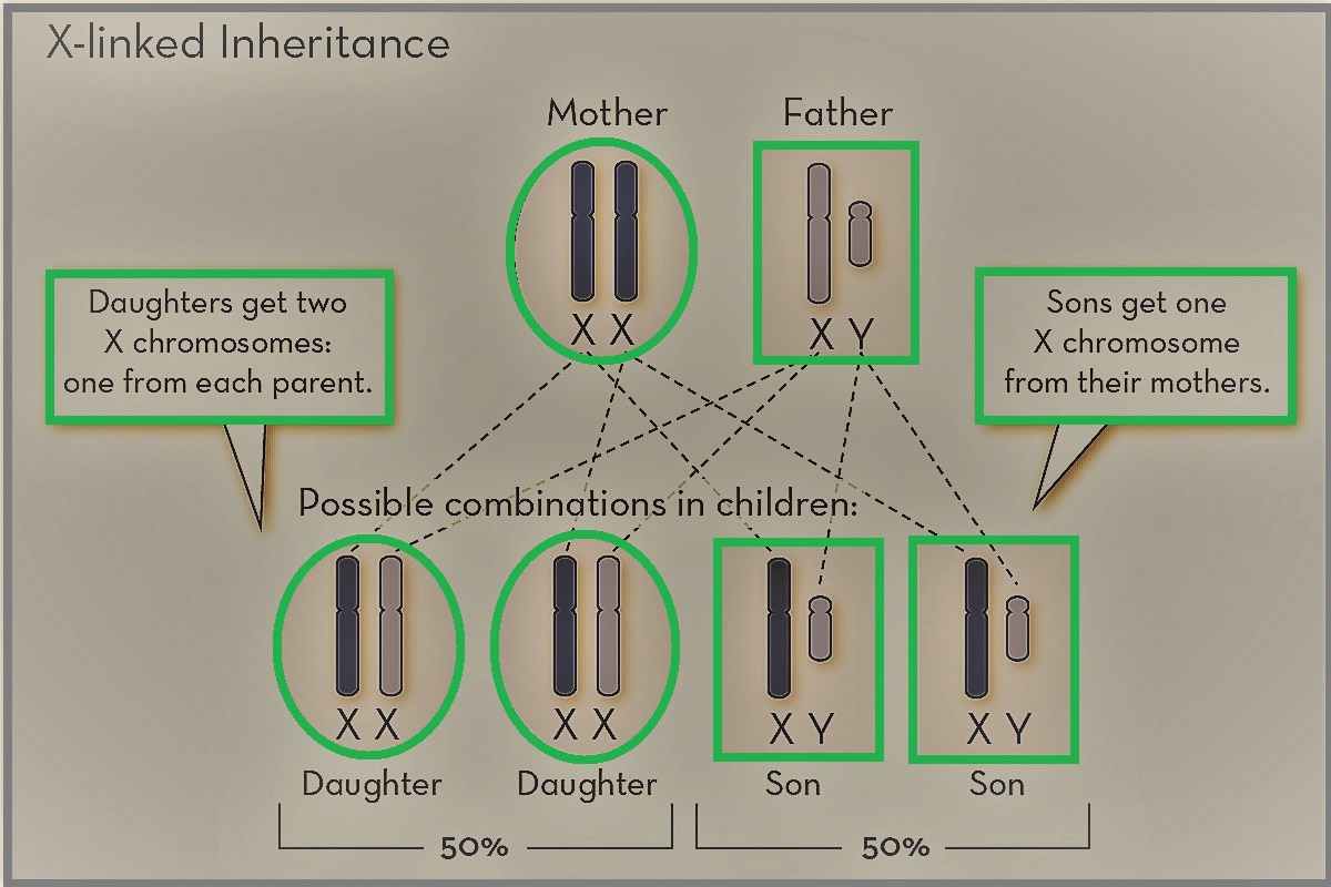 <p>Pattern of X-Linked Inheritance