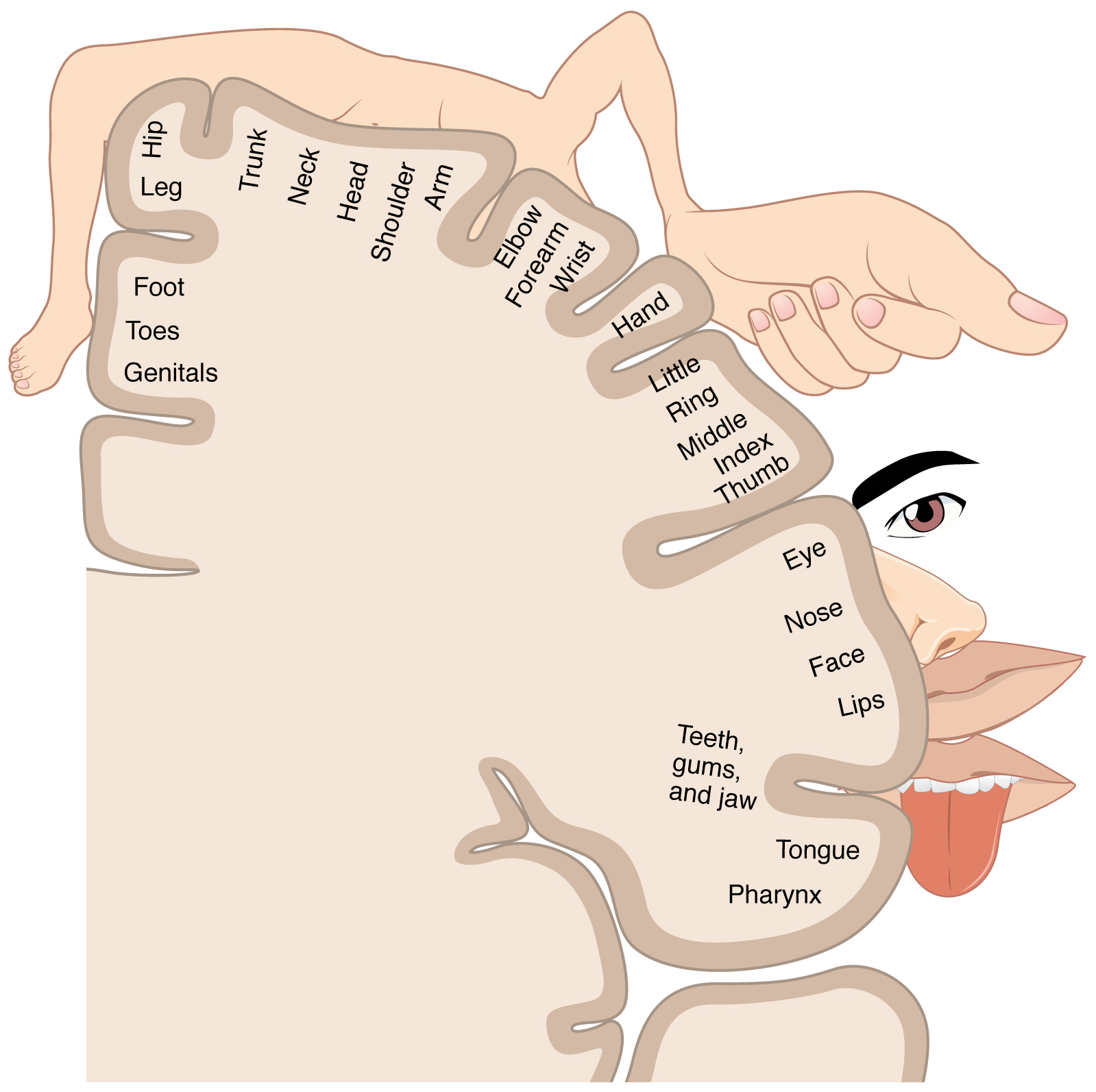 <p>Somatosensory Homunculus Representation