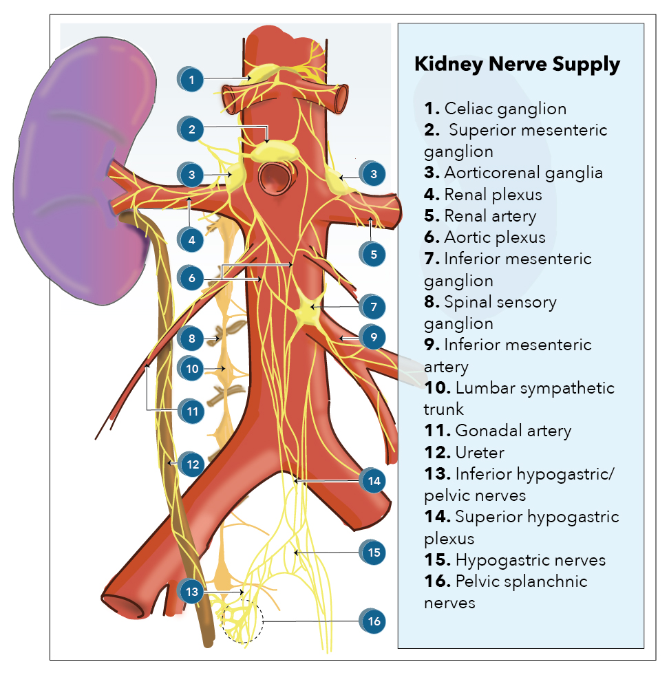 <p>Kidney Innervation