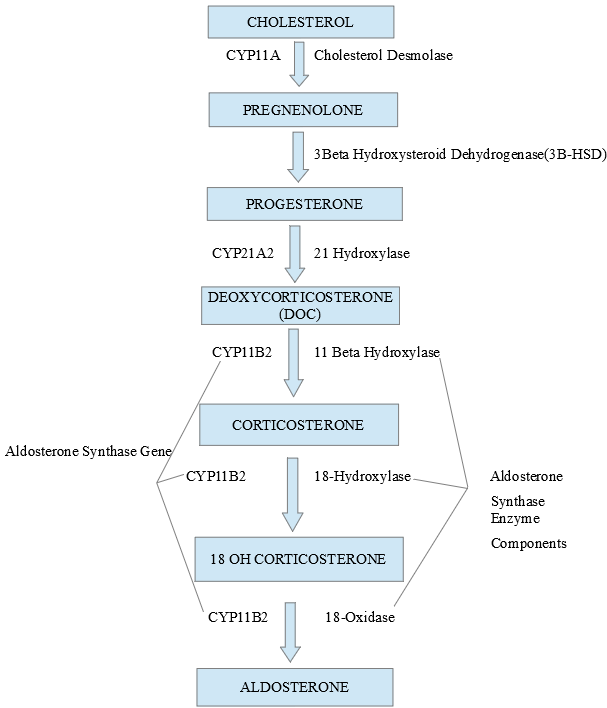 <p>Aldosterone Synthase Enzyme