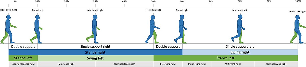 <p>The Gait Cycle/Walk Cycle