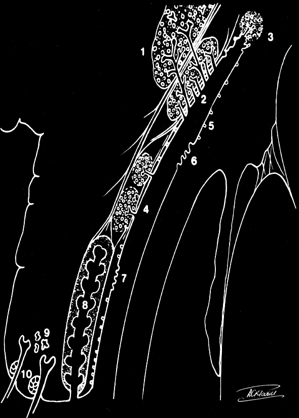 The secretory tear system: 
1