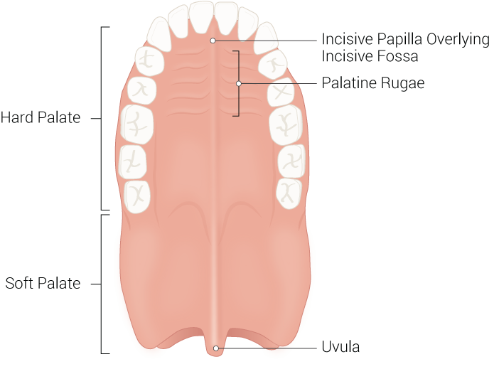 <p>Palate