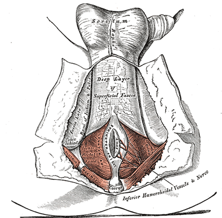 <p>Inferior View of the Male Pelvic Outflow and Perineum