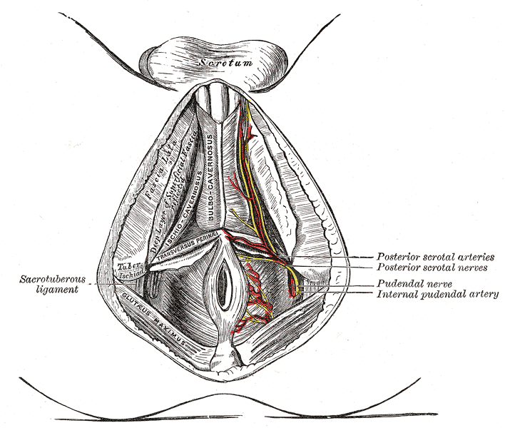 <p>Neurovascular Structures of the Perineal Region