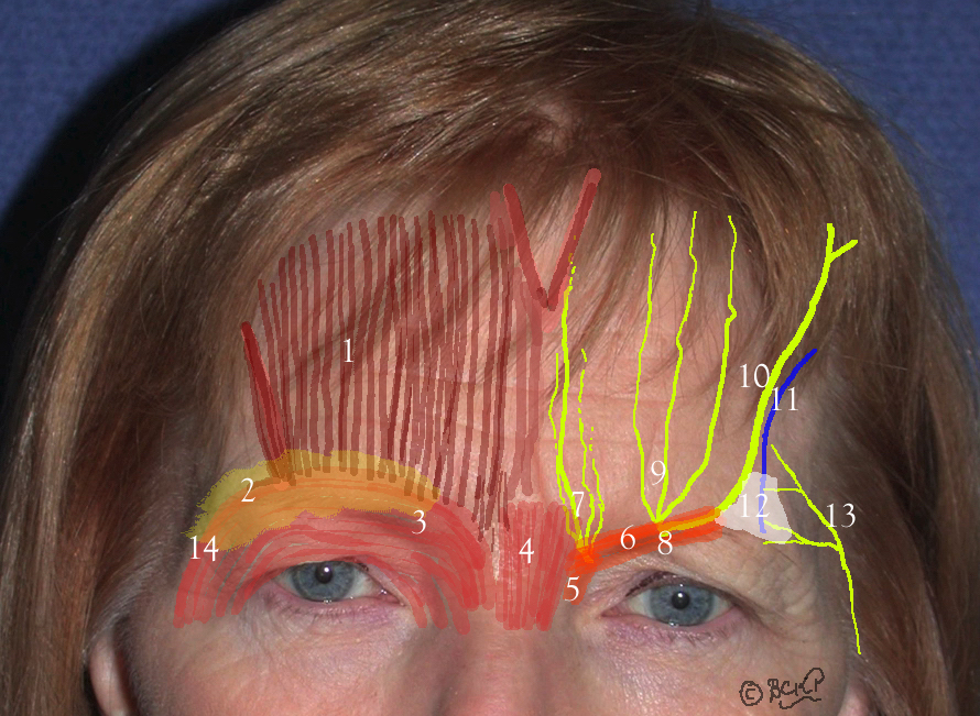 Frontalis Muscle: Anatomy of the forehead

1