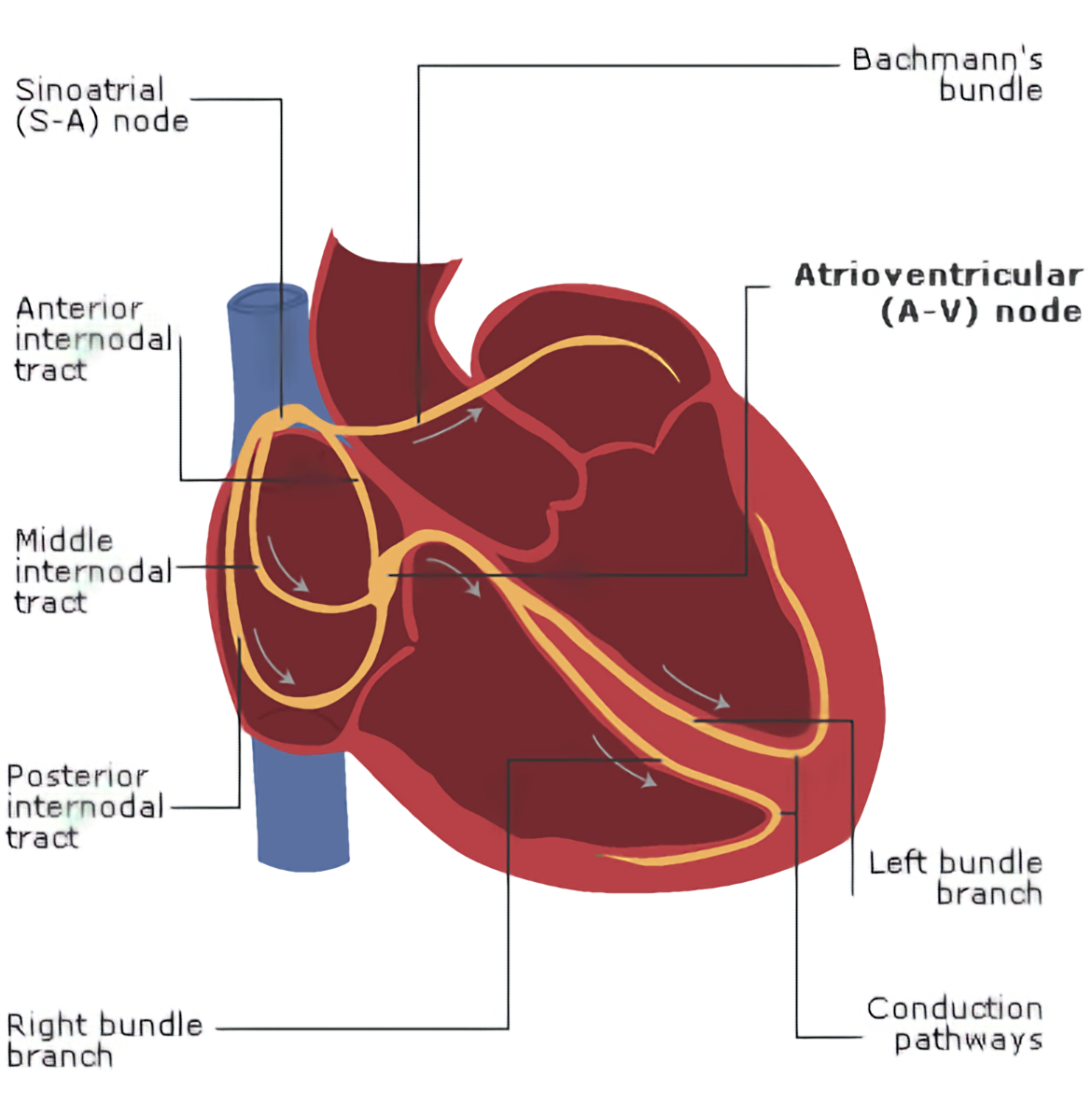 <p>Cardiac Conduction System Anatomy