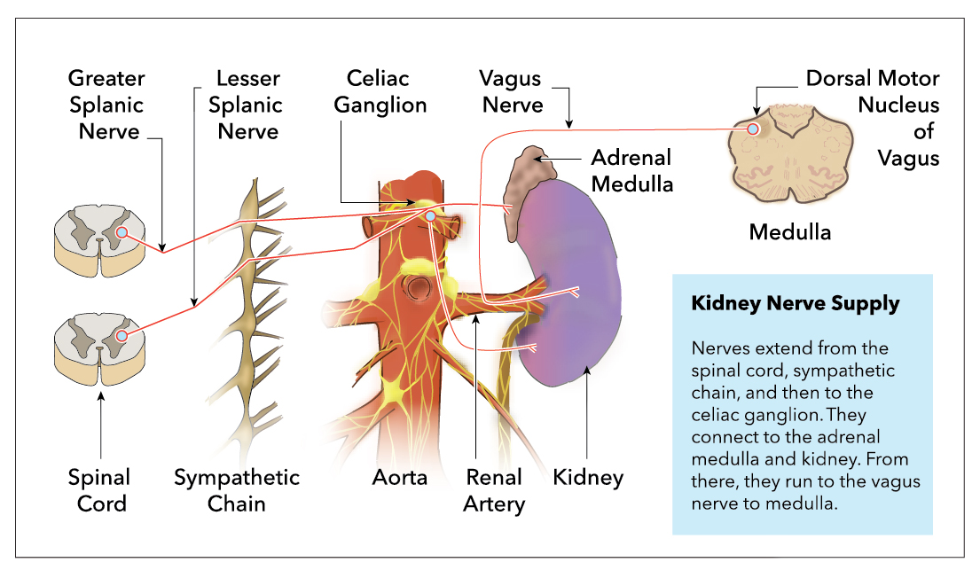 <p>Renal and Adrenal Nerve Pathways