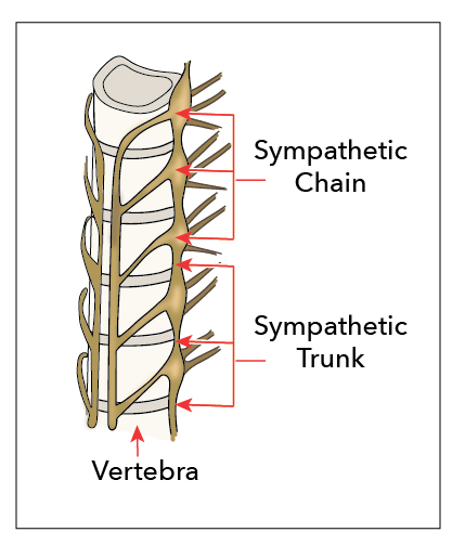 <p>Sympathetic Chain Trunk and Vertebra.</p>
