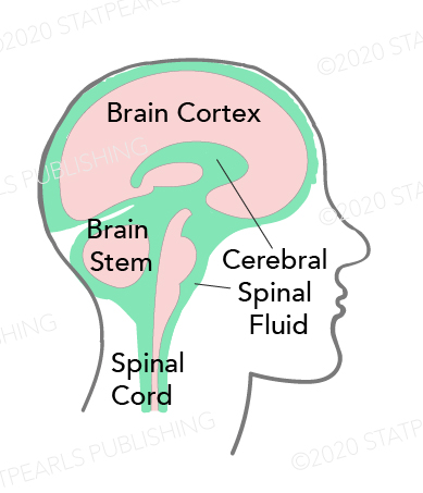 <p>Cerebrospinal Fluid Distribution