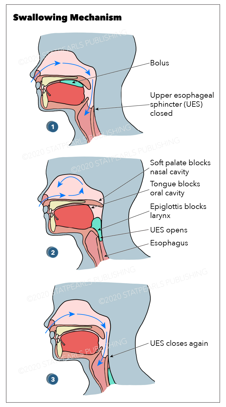 <p>Swallowing Mechanism