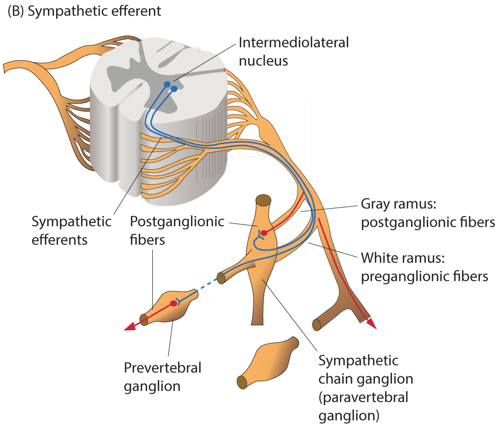 <p>Organization of Sympathetic Efferents