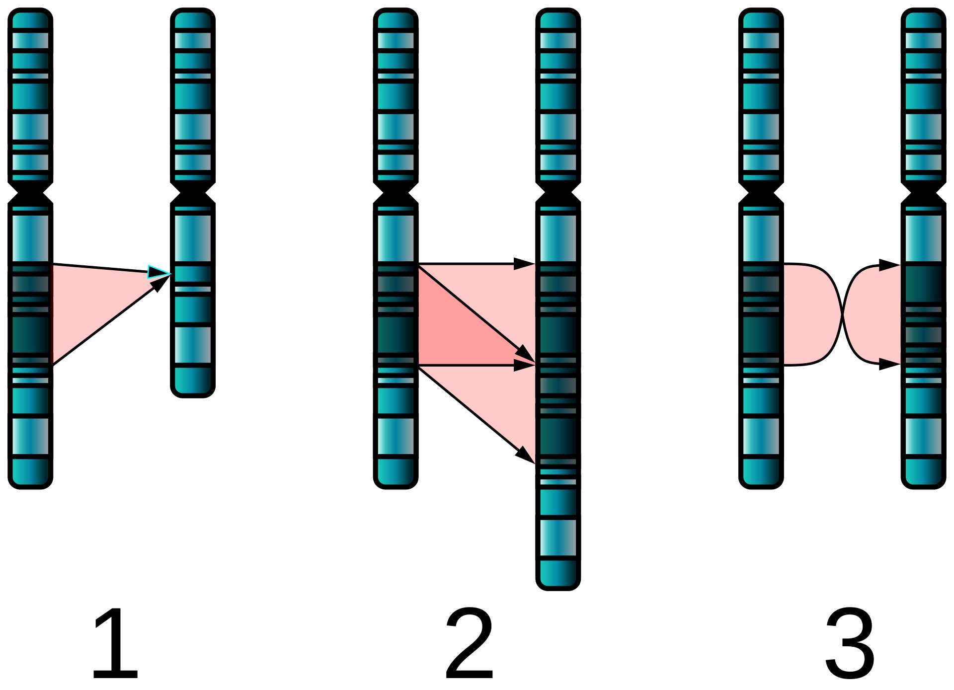 <p>Chromosomal Abnormalities