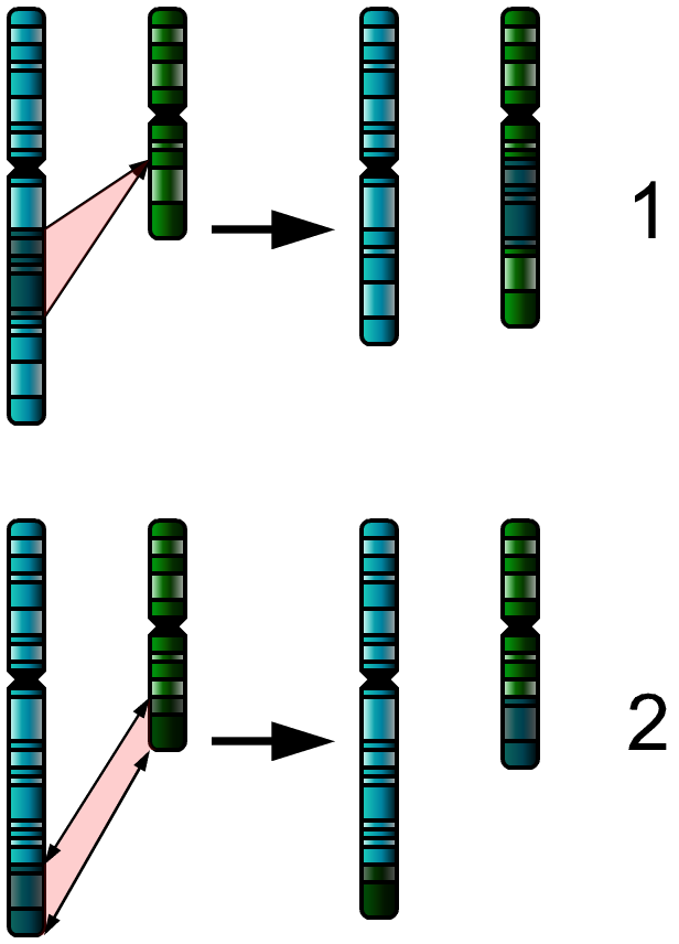 <p>Insertion and Translocation. Demonstration of insertion in chromosome 1 and translocation in chromosome 2.</p>